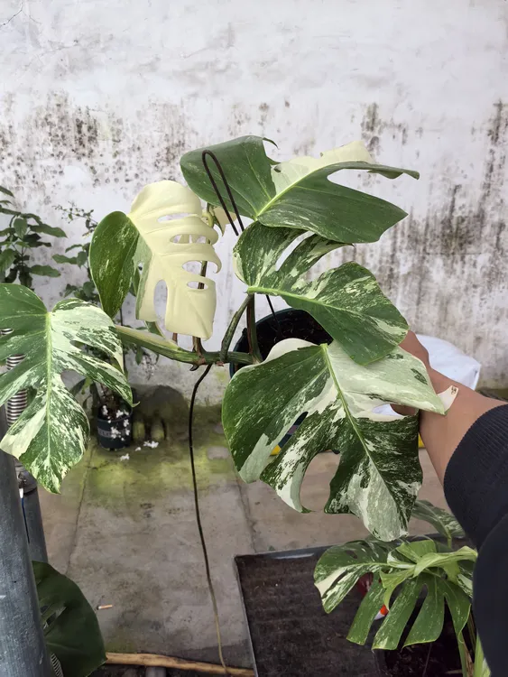 白锦龟背竹系列类通用营养土