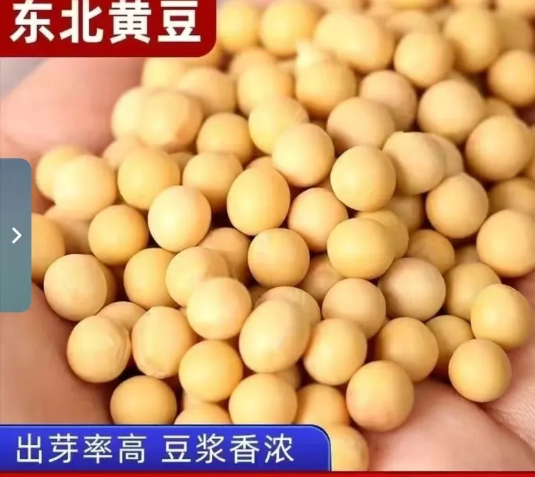 东北黑龙江非转基因高蛋白新打黄豆 批发零售