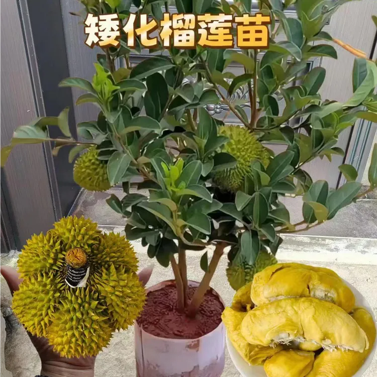 云南金枕头榴莲苗果树苗南北种植猫山王盆栽榴莲苗庭院阳台种植