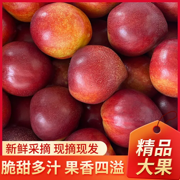 【露天大果】正宗爆甜山东露天麻点黄肉油桃现摘现发新鲜水果桃子