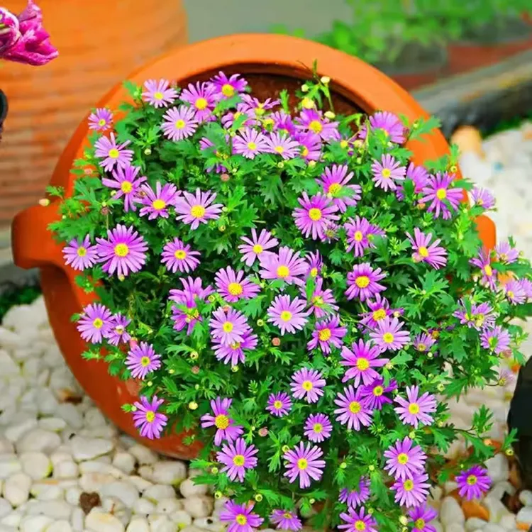 多年生姬小菊花种子阳台盆栽庭院花坛花镜绿化耐寒植物宿根花卉籽