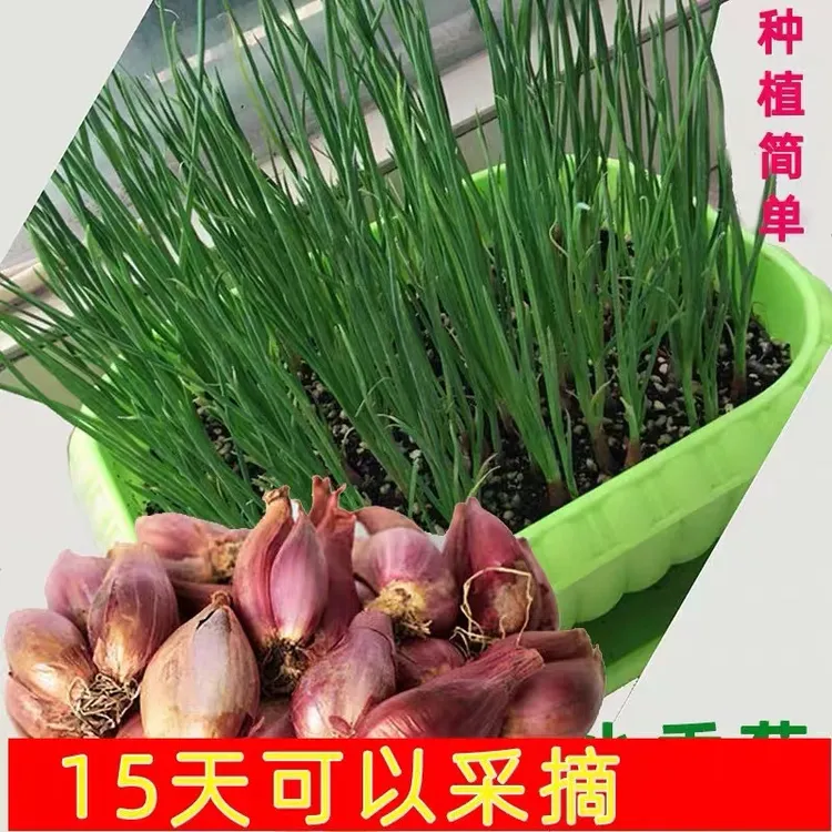 【超实惠】红葱头熬油调味易种植四季小香葱种植黄葱头农家香葱黄
