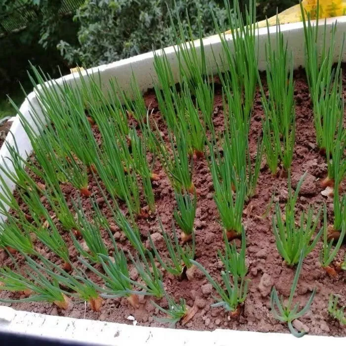 种植四季小香葱香葱头阳台院子火葱毛葱黄葱红葱头香葱头食干红葱