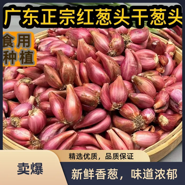 红葱头四川小香葱头四季小香葱可吃可种阳台火葱头种黄葱头包邮