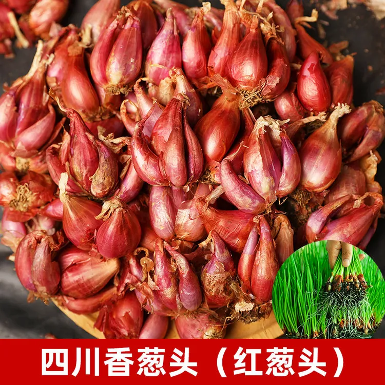 四季小香葱种头四川葱种葱种子种籽小葱葱头红葱本地火葱头种批发