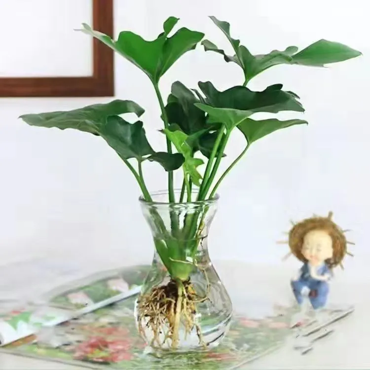 春羽小天使优美独特水培室内桌面办公绿植花卉好养易活盆栽小绿植
