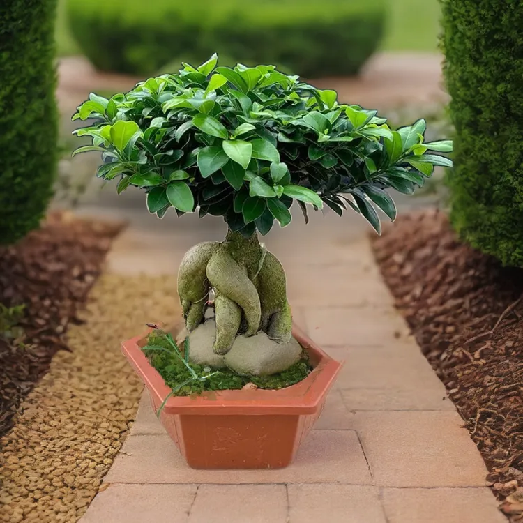 金钱榕树绿植盆栽人参榕树盆景小叶榕四季常青榕树造型禅意盆栽绿