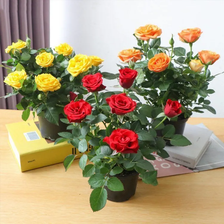 盆栽带花苞月季四季钻石玫瑰蔷薇花大花浓香四季花卉盆栽带花好看