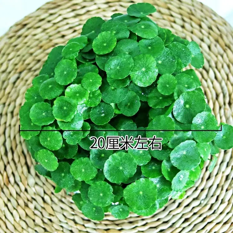 铜钱草金钱草水土培室内办公室桌面盆栽花卉四季常绿鲜活生长绿植