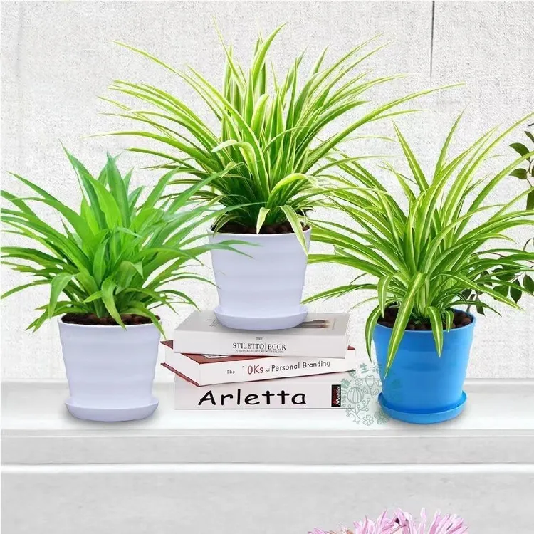 金边金心青叶吊兰室内绿植植物盆栽四季常青净化空气吸甲醛可开花