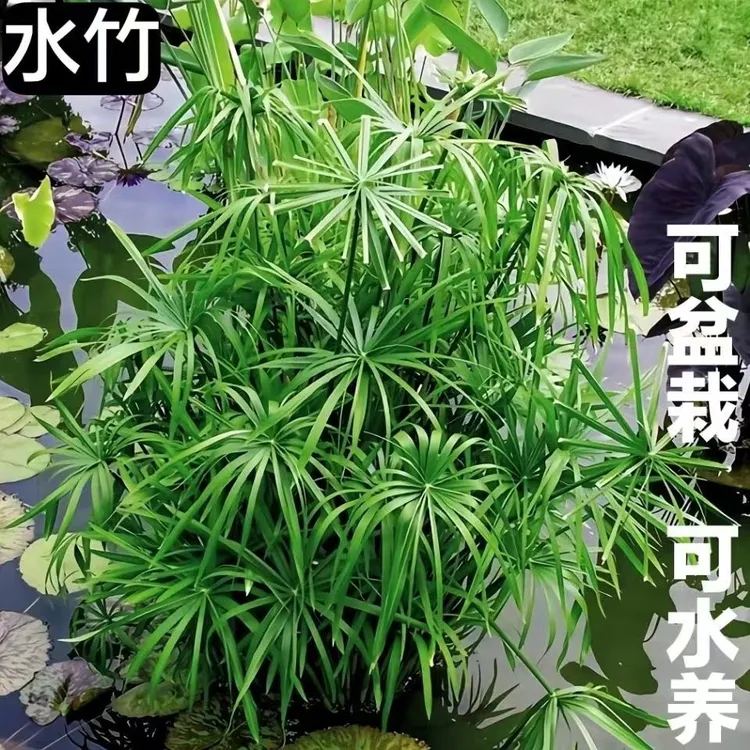 水竹水培植物龟水竹绿植盆栽水棕竹风车草竹子盆栽造景旱伞草好养