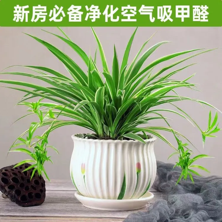 金边吊兰室内绿植物盆栽四季常青除甲醛花卉水培阳台客厅容易养活