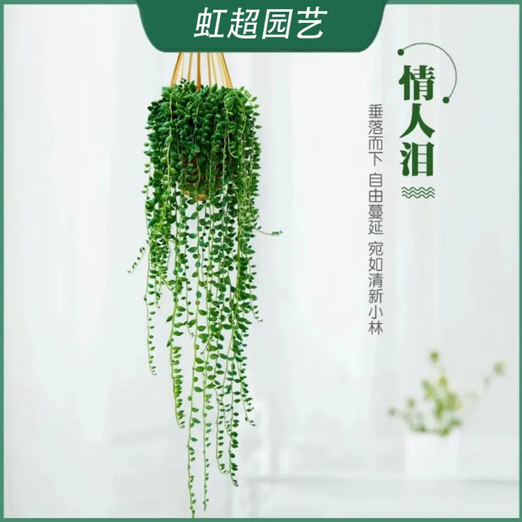 佛珠吊兰紫玄月吊兰好养多肉植物情人泪盆栽好养吸甲醛净化空气