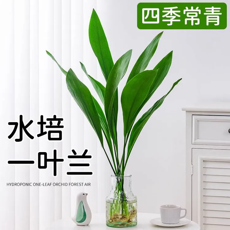 大叶观叶水培一叶兰四季常绿盆栽土培植物室内客厅鲜活绿植发货快