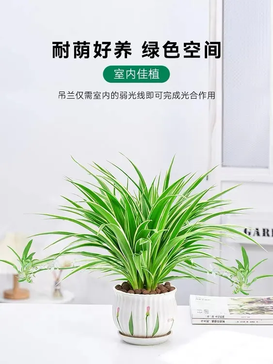 青叶吊兰室内绿植物盆栽四季常青除甲醛花卉水培水养阳台客厅小盆