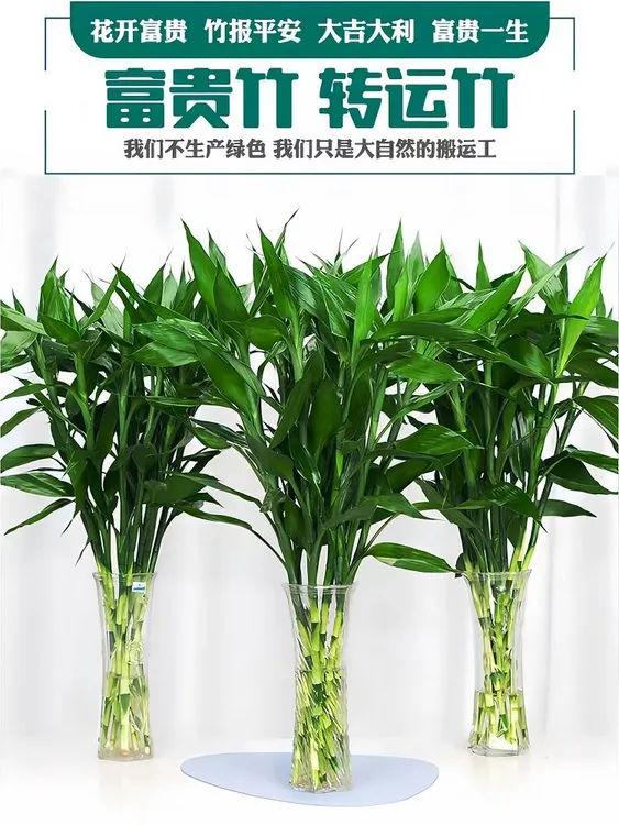 水培植物鲜切富贵竹转运竹龙竹观音竹室内绿植水养客厅绿植花卉盆