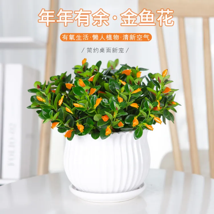 四季开花金鱼吊兰盆栽绿植办公室内阳台净化空气吸甲醛桌面绿植物