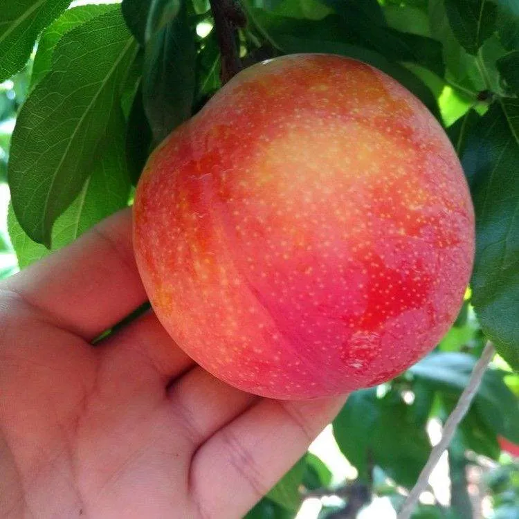 离核大红袍李子树苗