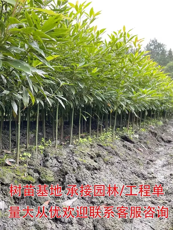 金丝楠木树苗名贵树种庭院地栽均可种植