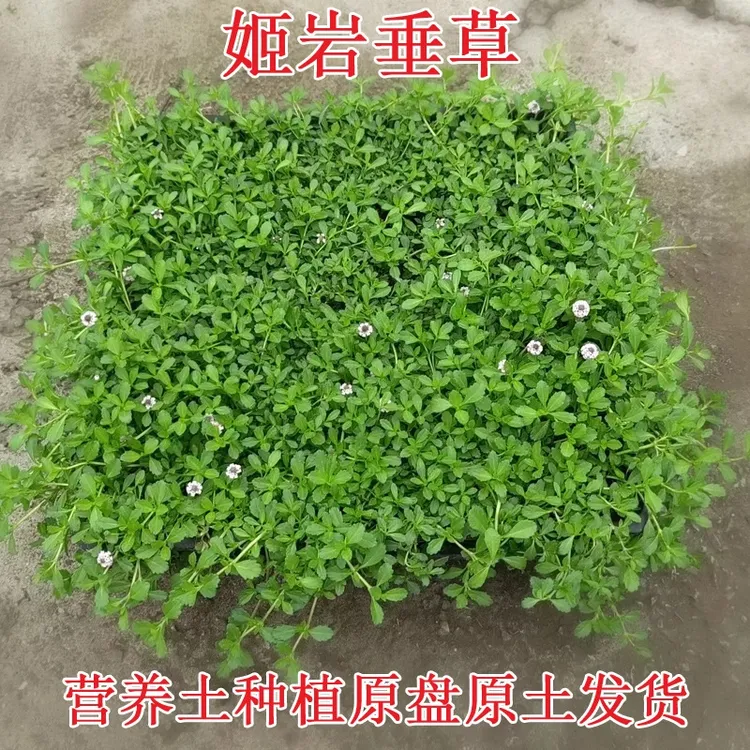 姬岩垂草护坡植被耐寒耐高温植物易成活四季常青