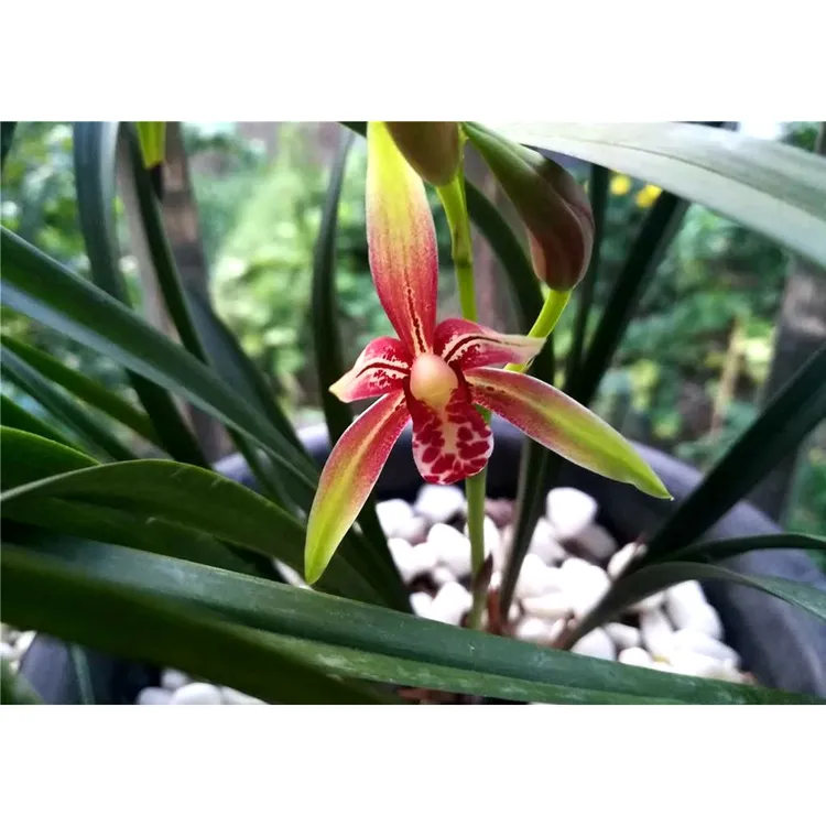 建兰色花好养逸红双娇（小国魂）办公室阳台前台客厅