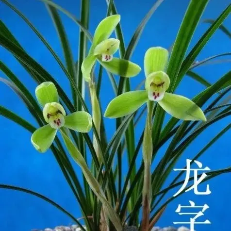 老种兰花苗经典春兰老8种之一龙字_阳台盆栽花卉绿植植物包邮好