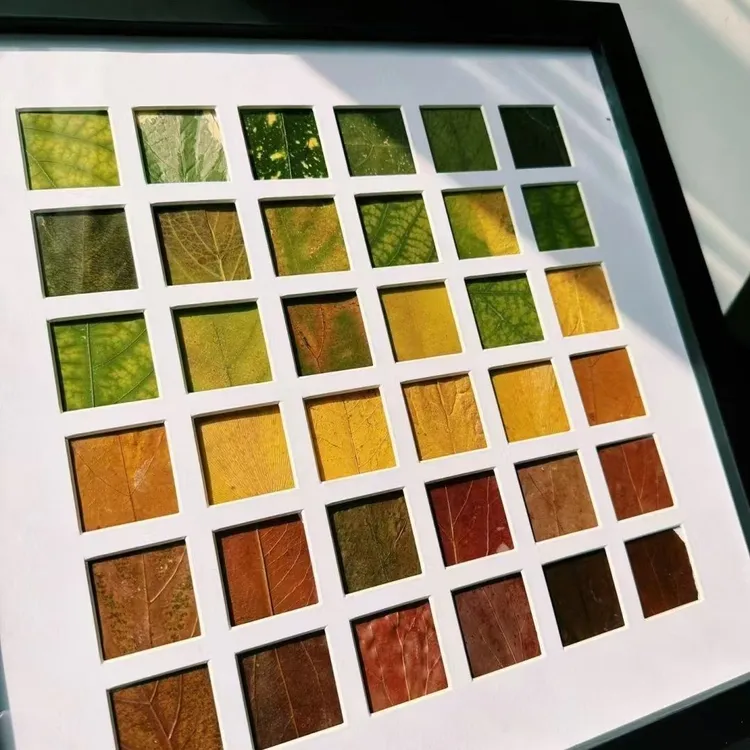 48宫格24宫格16宫格diy落叶相框秋天收集树叶装饰画框落叶相框