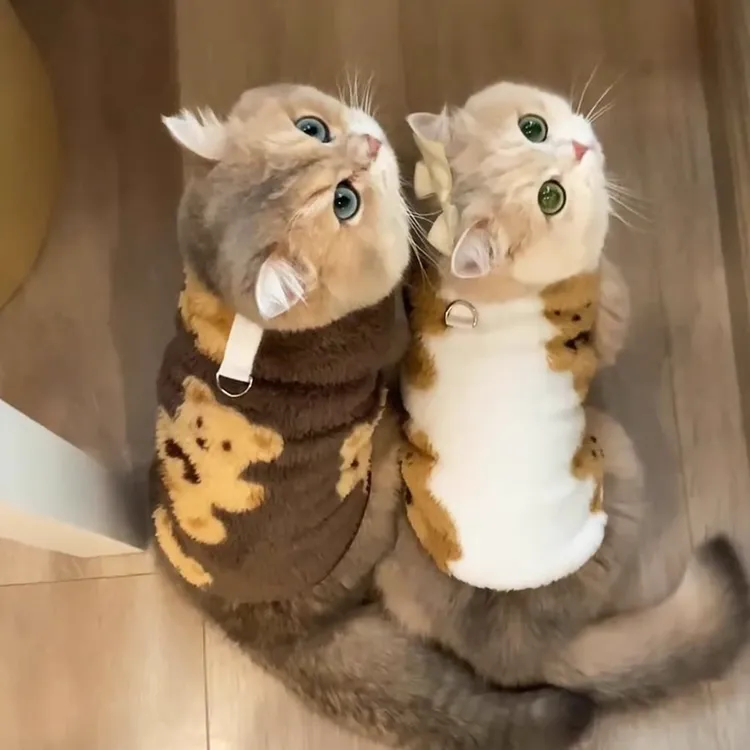 清仓宠物猫衣服秋冬装防掉毛加厚保暖绒衣布偶蓝猫银渐层德文猫咪