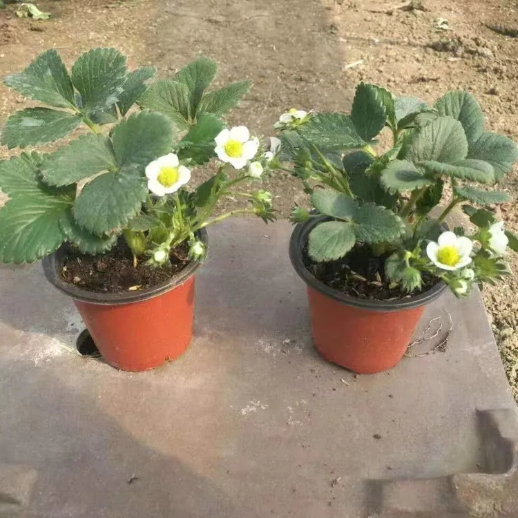 【5颗包邮】奶油草莓苗原盆原土四季结果南北方阳台种植盆栽