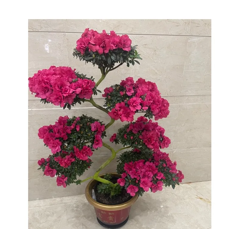 游龙造型杨梅红杜鹃花开大红6层高度90公分95左右一对328送小花