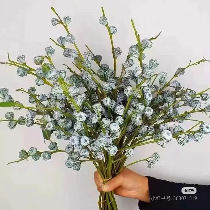 【尤加利果】简单易养 尤加利新果/老果 云南基地直发 一单顺丰包邮