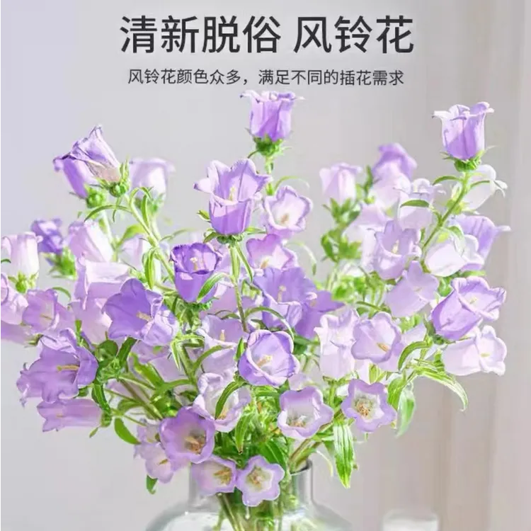 A级风铃花粉色白色蓝色紫色风铃草云南基地直发顺丰包邮送保鲜剂