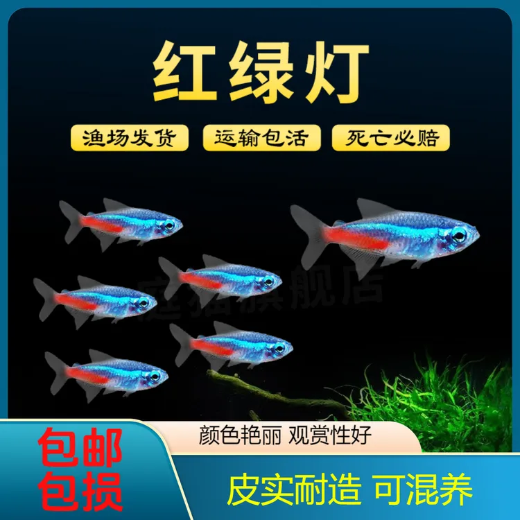 红绿灯鱼活体小型热带灯科鱼群游草缸观赏鱼大扯旗宝莲灯