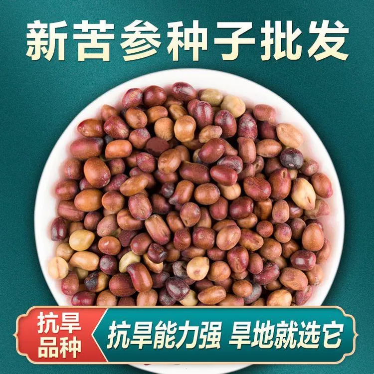 新产苦参种子散装药材种籽四季播种抗旱能力强管理简单包邮送资料