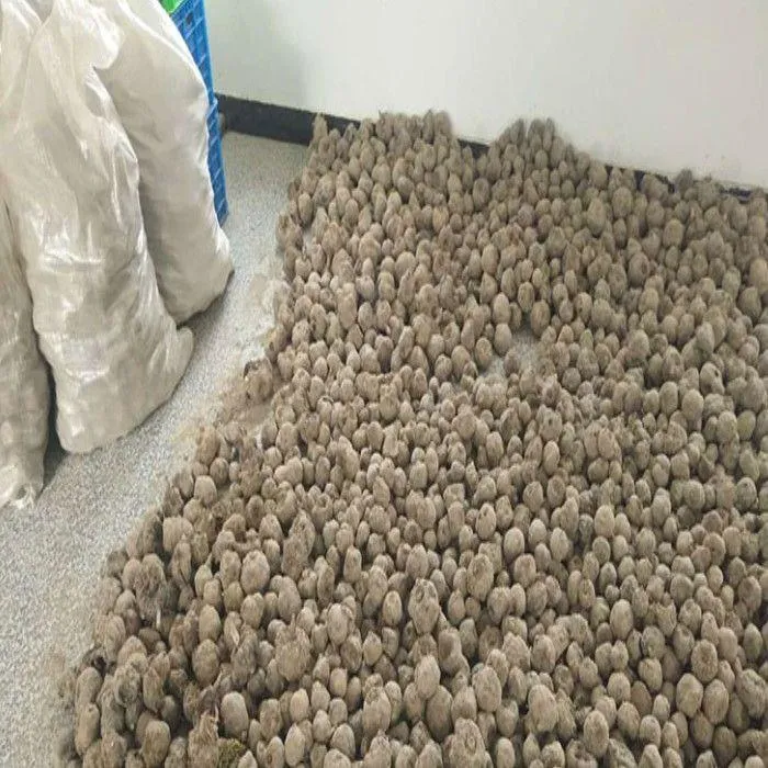 高成活白魔芋种籽高产一代种子四季种植苗脱水消毒花魔芋种子