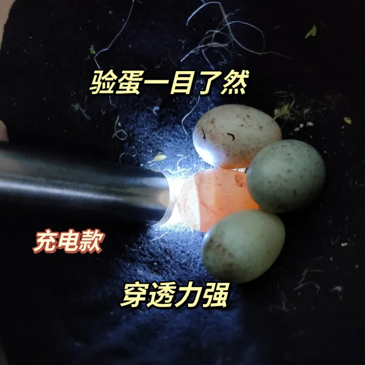 鸟用充电款验蛋笔穿透力强 外表304不锈钢 验蛋一目了然