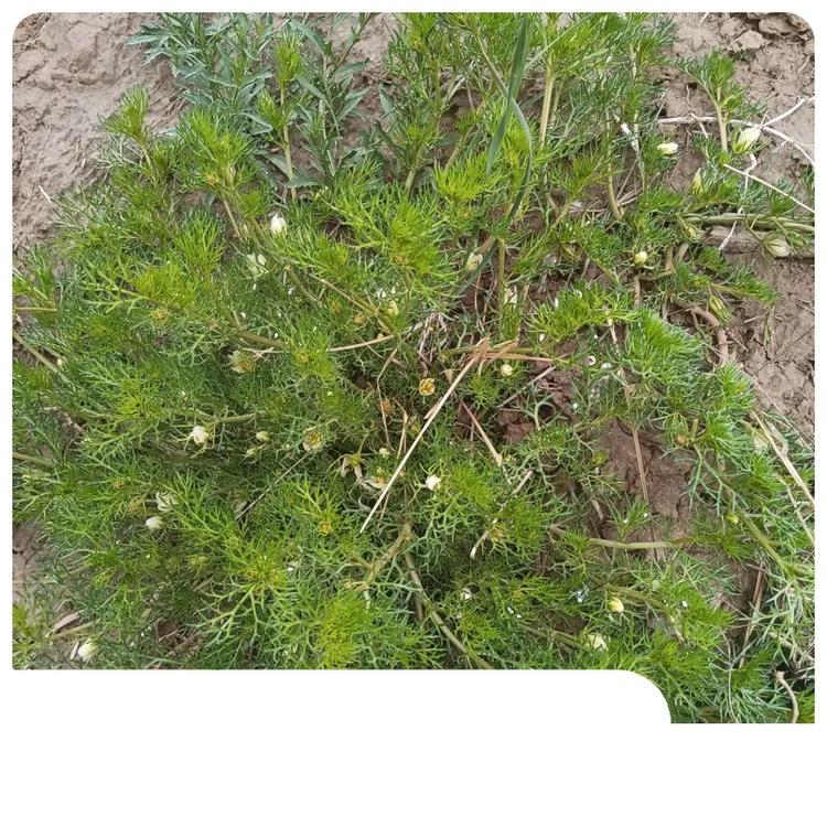 青海骆驼蓬草泡洗外用原生态优质现控先发
