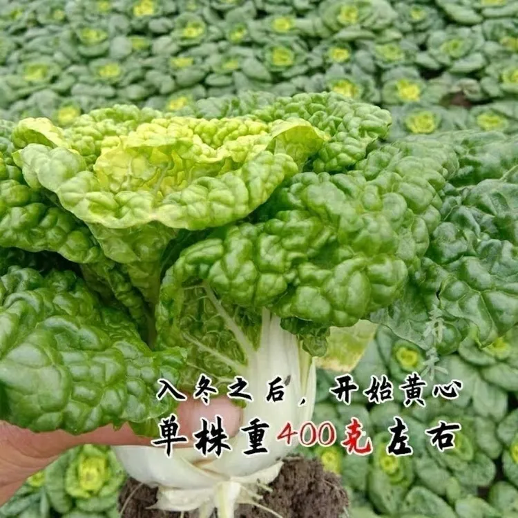 黄心乌塌菜种子耐寒耐湿小院大田庭院种植菊花心黄心菜蔬菜种子孑