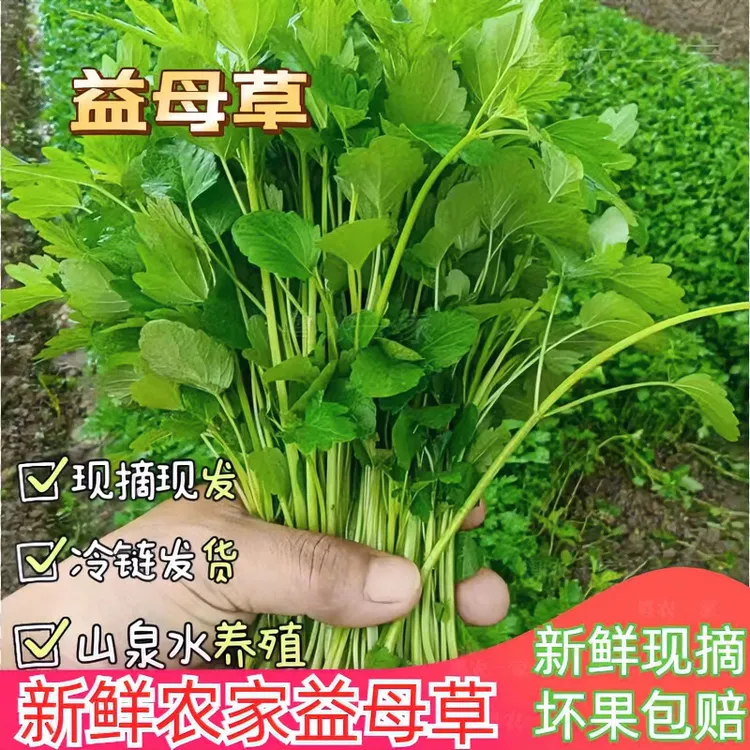 农家现摘新鲜益母草潮汕农家种植坤草菜农庄当天现摘现发月子必备