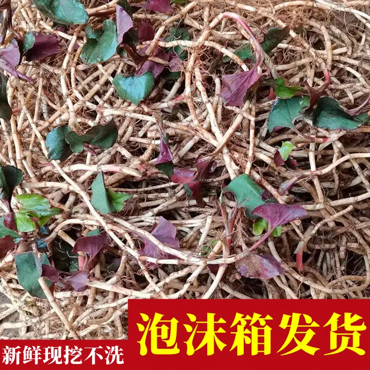 鱼腥草新鲜嫩根折耳根云南节儿根贵州特产凉拌味道本地味道现挖