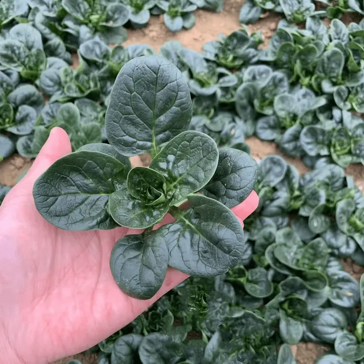 【8包】趴地菠菜四季阳台花盆可种春夏季耐热耐寒菠菜种籽商品图