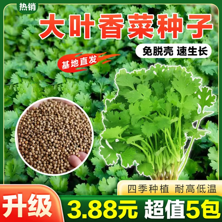 大叶香菜种子耐热耐抽芫荽种籽春秋四季蔬菜盆栽蔬