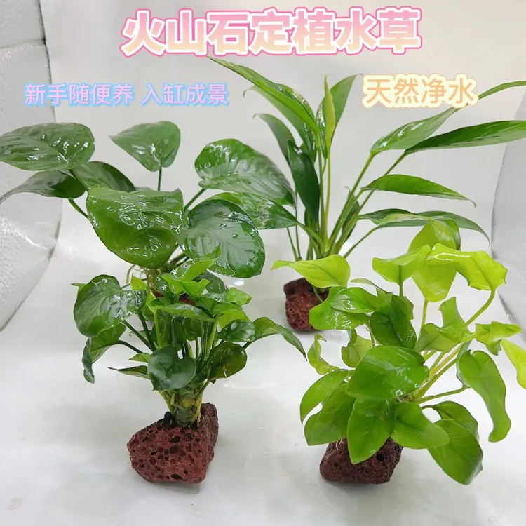 火山石定植懒人专用造景淡水鱼缸装饰水草前景水溶中后景水草新手