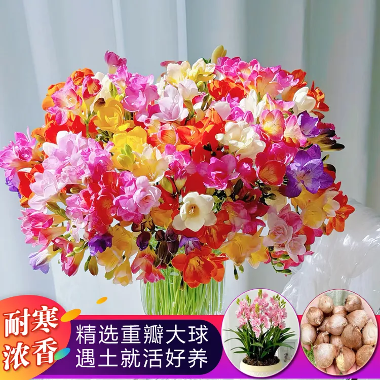香雪兰种球小苍兰大球耐寒浓香盆栽室内花卉四季易种开花植物种子