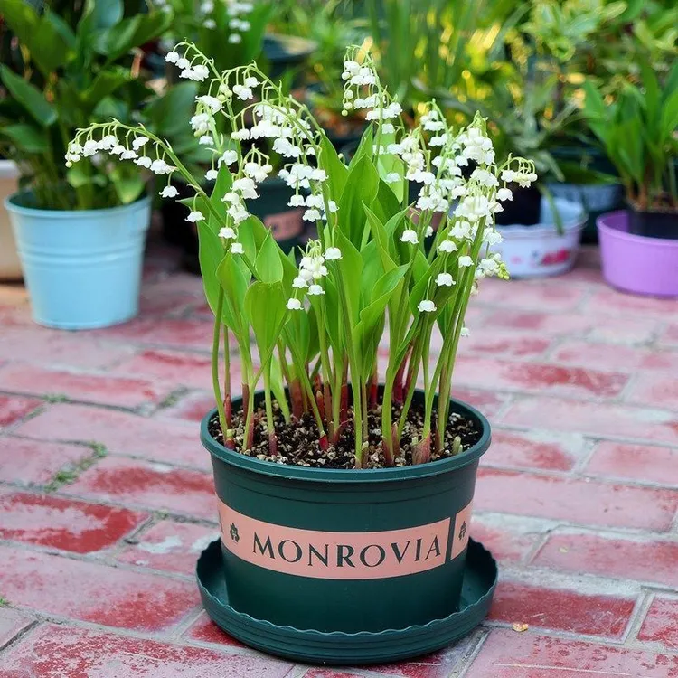 铃兰花种根阳台风铃草种球多年生室内盆栽绿植花卉桌面植物