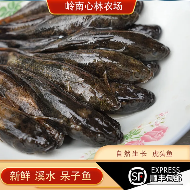 虎头鱼呆子鱼沙塘鳢活鱼发货包活80%