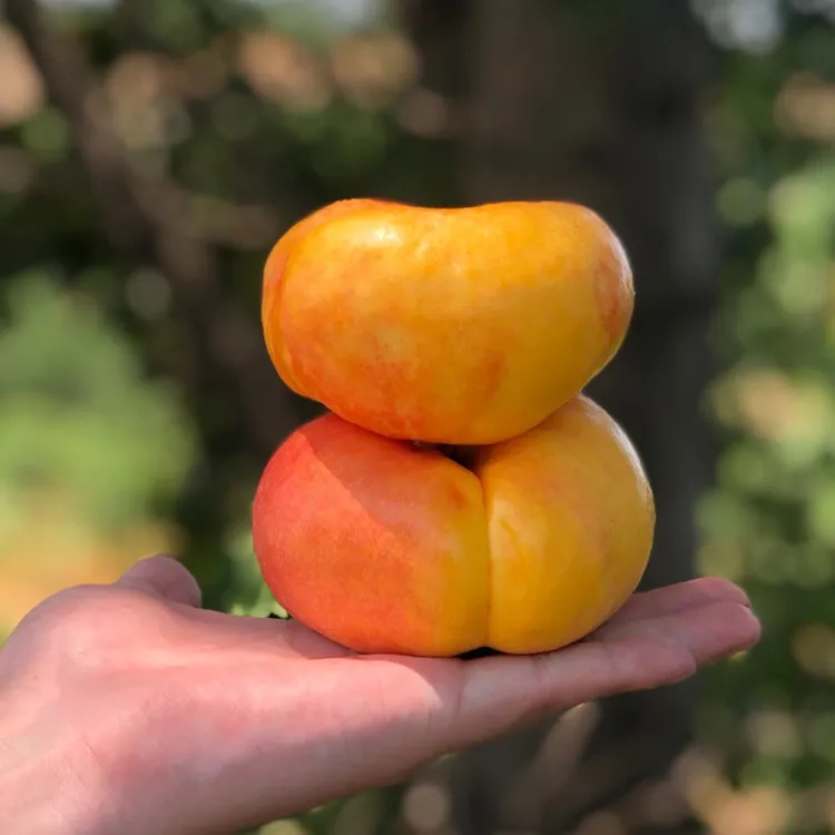 蒙阴蜜桃彩虹蟠桃黄金油蟠桃脆甜多汁3/4.5
