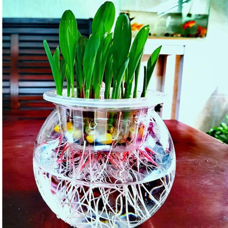 透明水培瓶子芽苗菜无土栽培阳台种植学生观察植物生长看得见根部