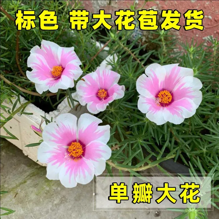 单瓣太阳花盆栽苗大花 混色宿根枝条带花苞花苗 阳台花卉植物四季