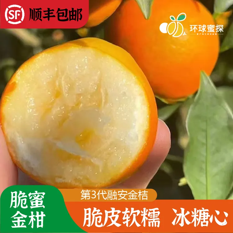 【第3代脆蜜金柑】正宗广西融安金桔脆蜜金柑纯甜冰糖心现摘现发